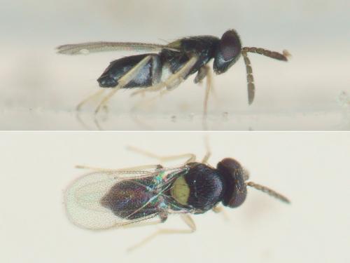 Réf. 228 217 : Coccophagus sp.